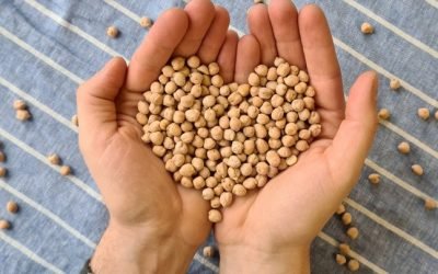 Palkokasveja pöytään!